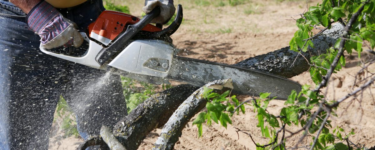 tree service baton rouge la tree removal baton rouge la tree trimming baton rouge la