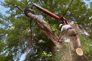 Tree removal in Baton Rouge LA