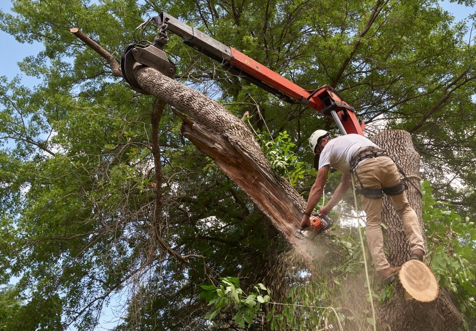 Tree removal in Baton Rouge LA