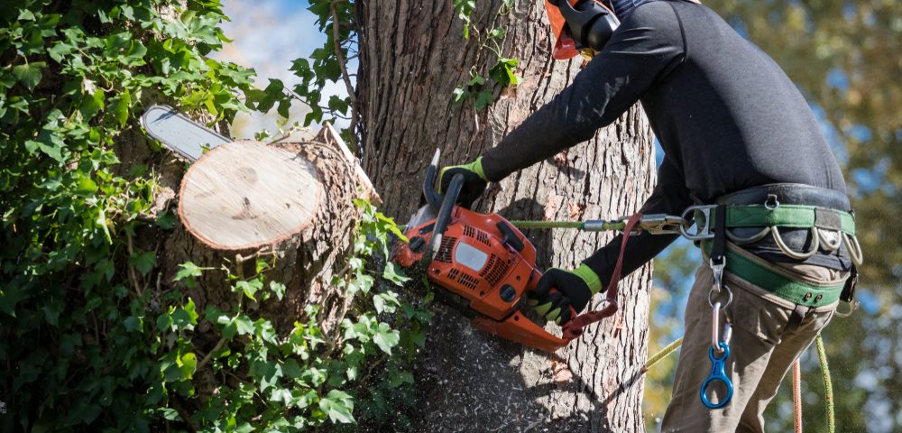 Tree service in Baton Rouge.