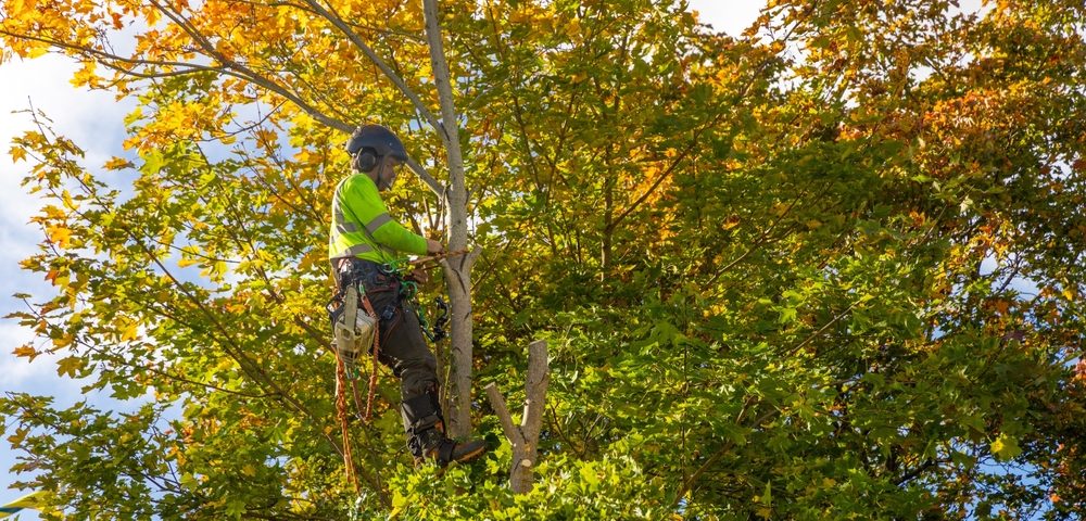 tree service Baton Rouge