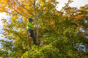 tree service Baton Rouge