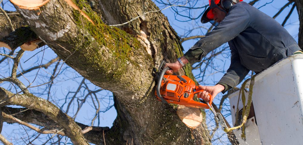 tree care Baton Rouge, LA.