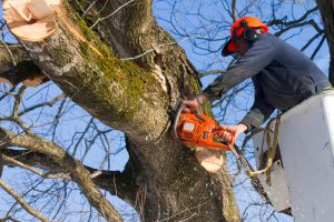 tree care Baton Rouge, LA.