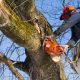 tree care Baton Rouge, LA.