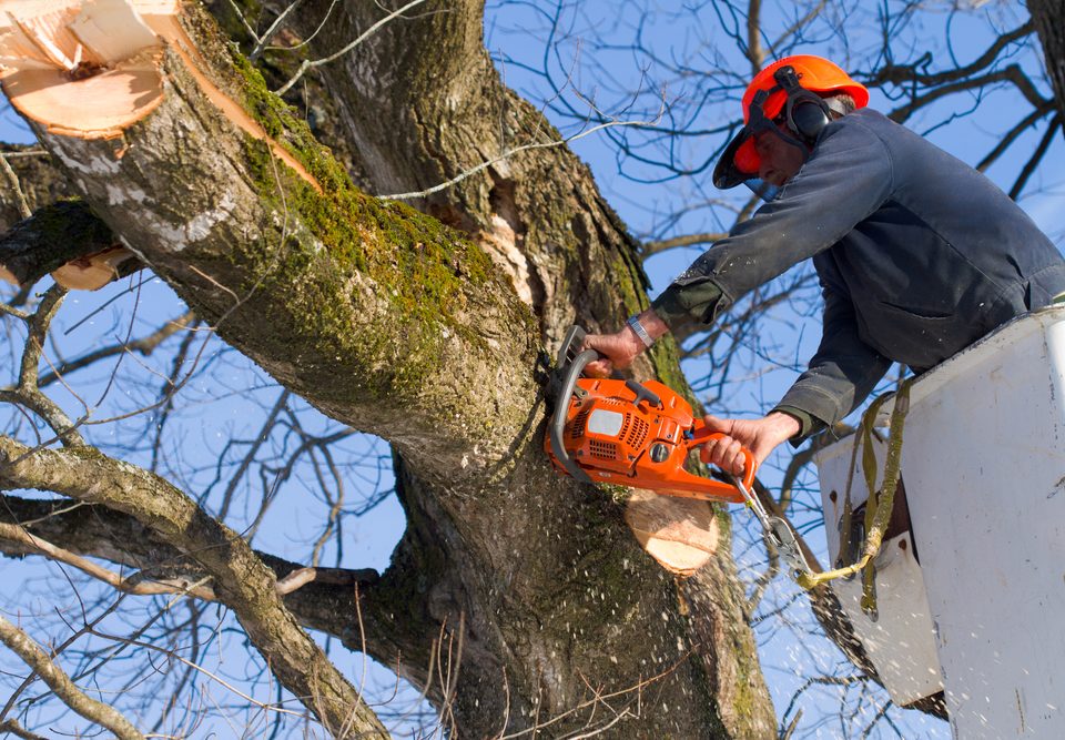 tree care Baton Rouge, LA.