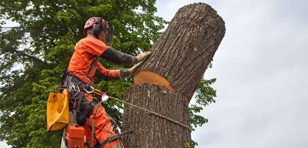 tree removal Baton Rouge, LA