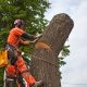 tree removal Baton Rouge, LA