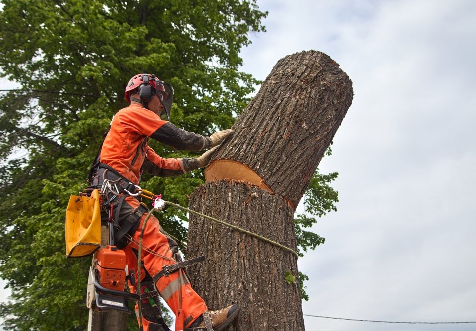 tree removal Baton Rouge, LA