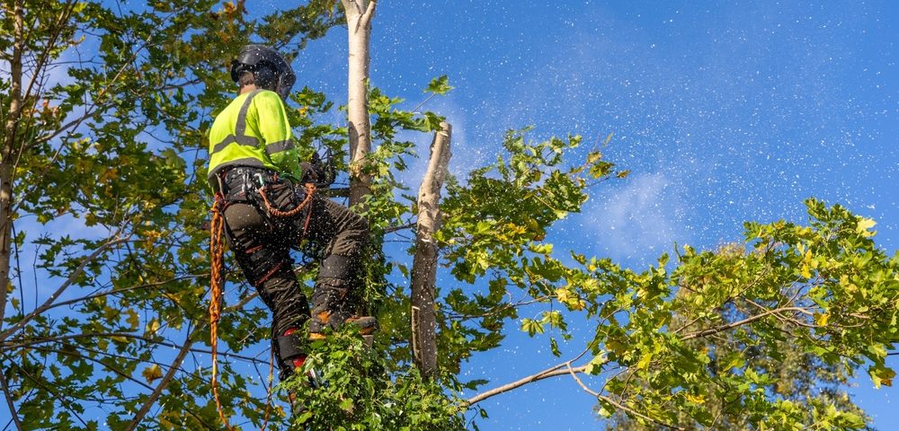 tree trimming