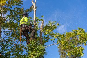 tree trimming