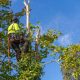 tree trimming