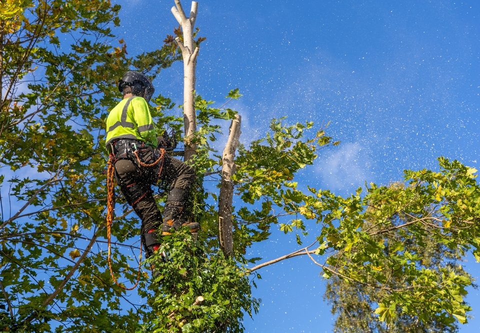 tree trimming