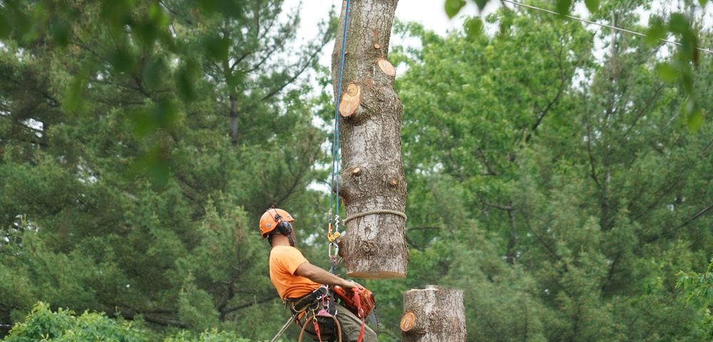 tree removal service Baton Rouge, LA