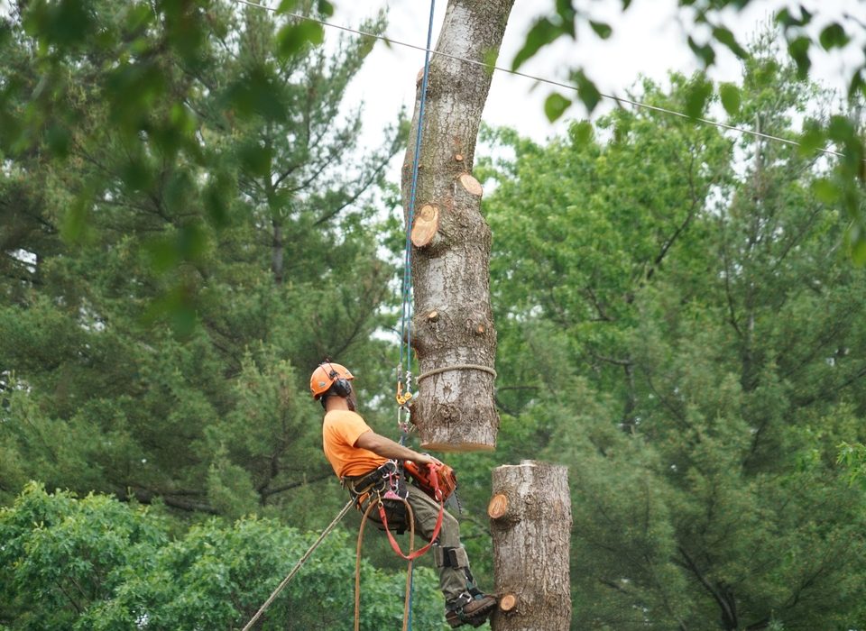 tree removal service Baton Rouge, LA