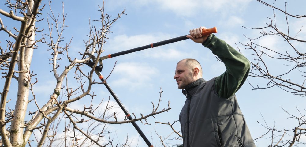 tree care in Baton Rouge, LA