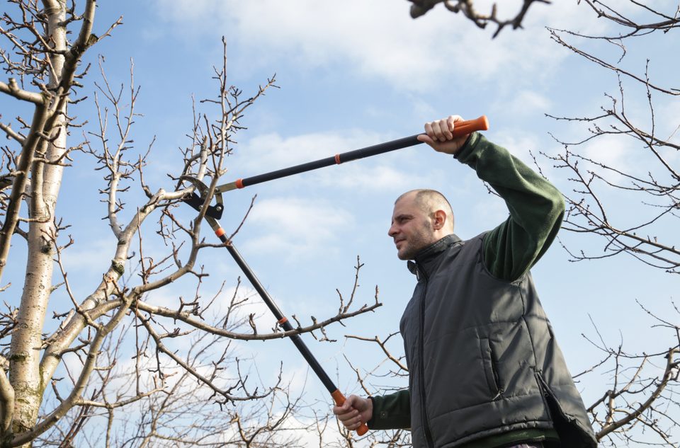 tree care in Baton Rouge, LA