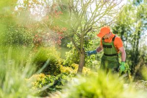tree pruning Baton Rouge, LA tree removal service Baton Rouge, LA tree surgeon Baton Rouge LA