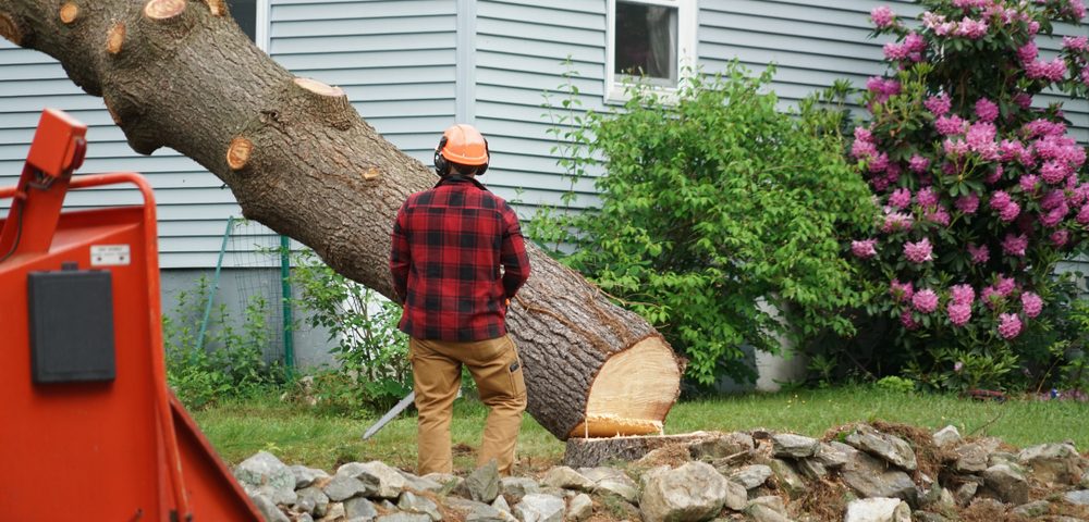 The Real Cost of Tree & Demolition Work — And How to Save Big