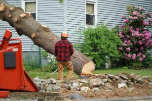 The Real Cost of Tree & Demolition Work — And How to Save Big