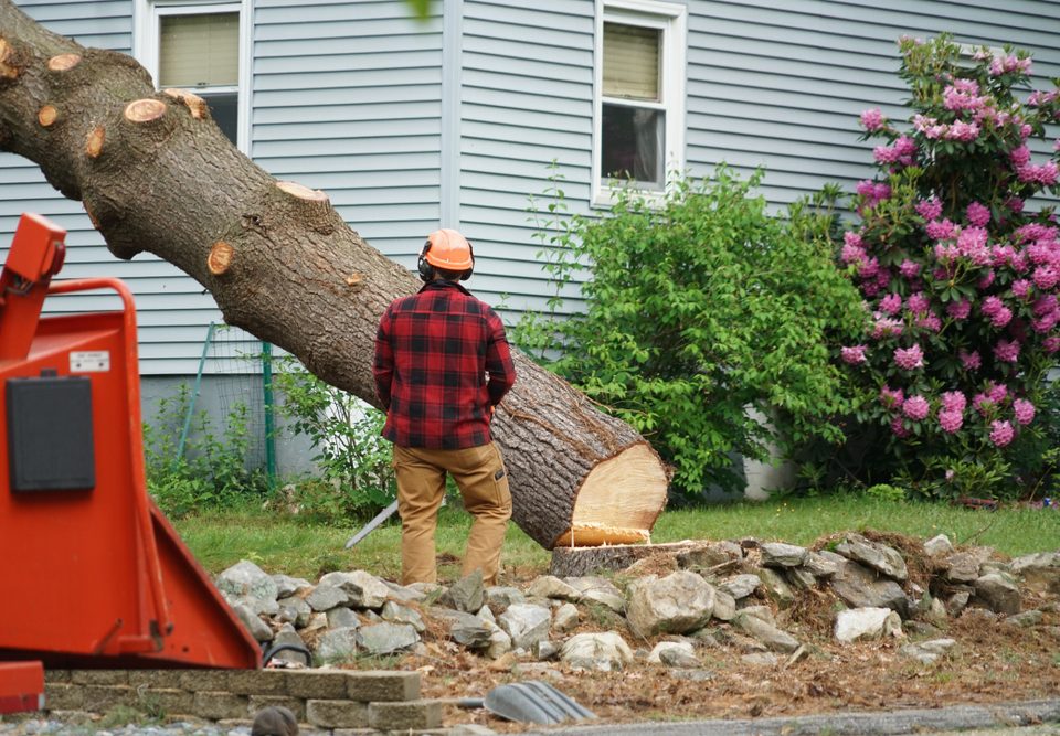 The Real Cost of Tree & Demolition Work — And How to Save Big