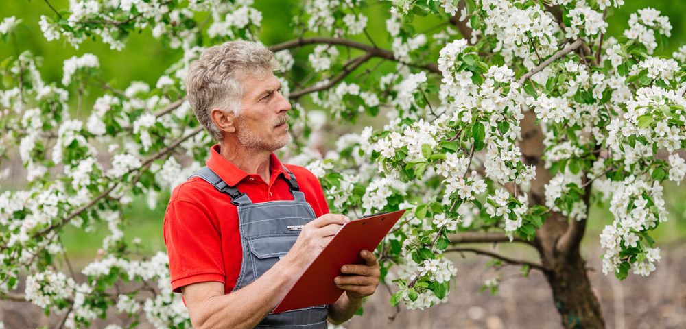 How to Know It’s Time to Call a Tree Expert