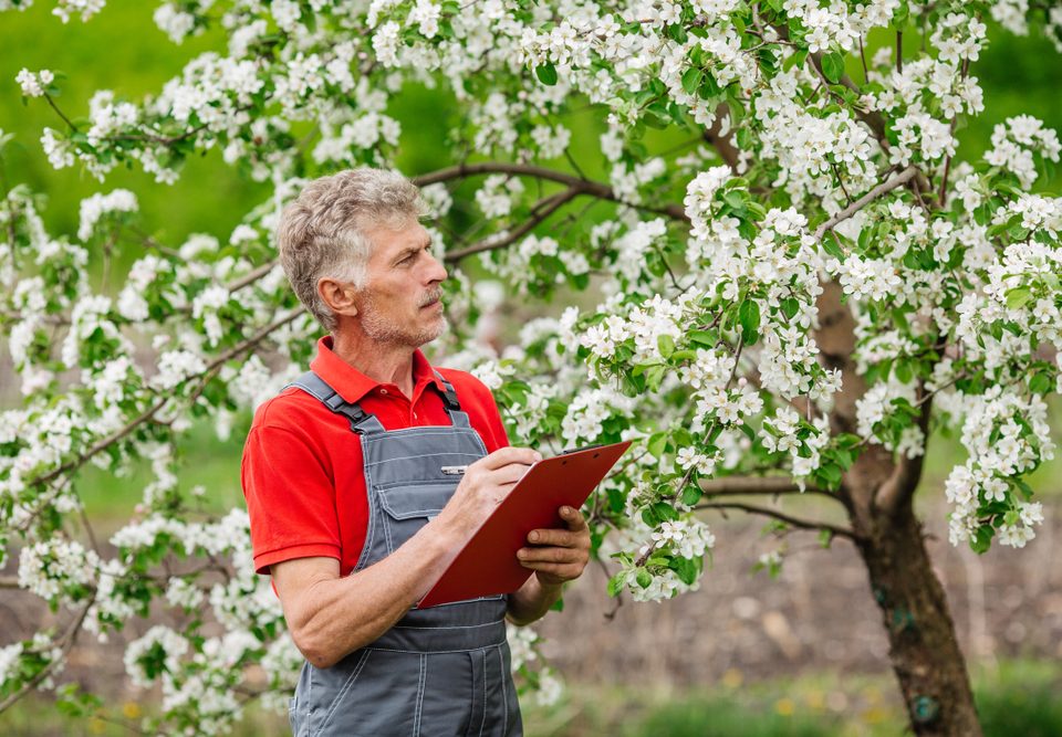 How to Know It’s Time to Call a Tree Expert