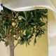 How to Keep Your Trees Healthy Through Storm Season