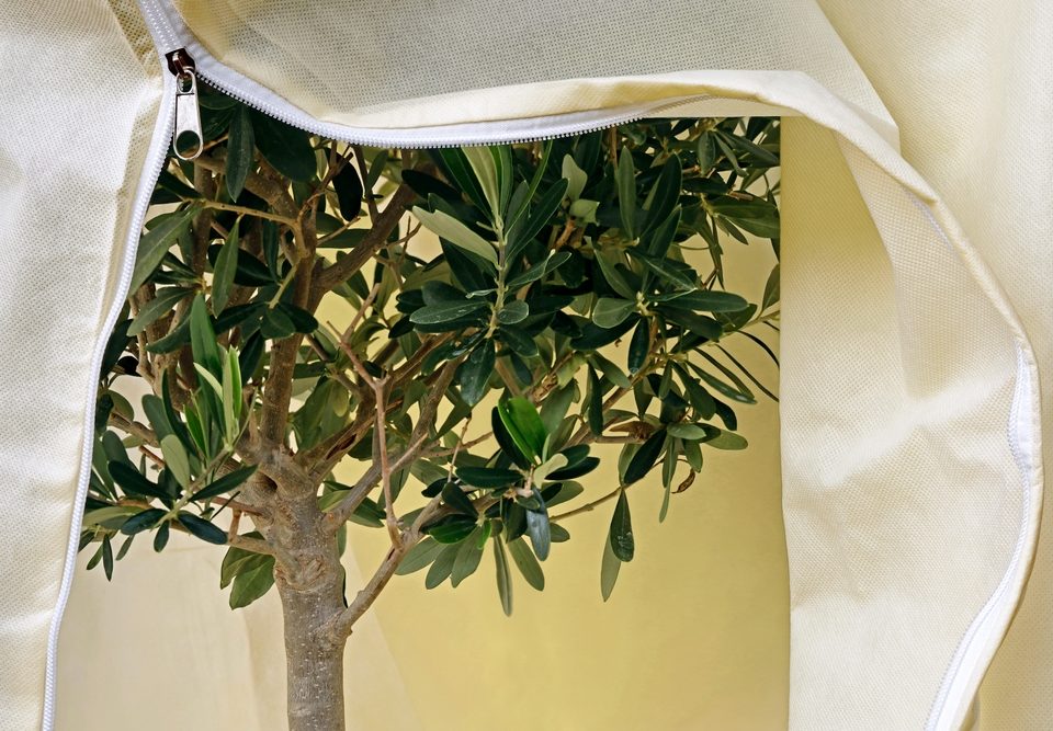 How to Keep Your Trees Healthy Through Storm Season