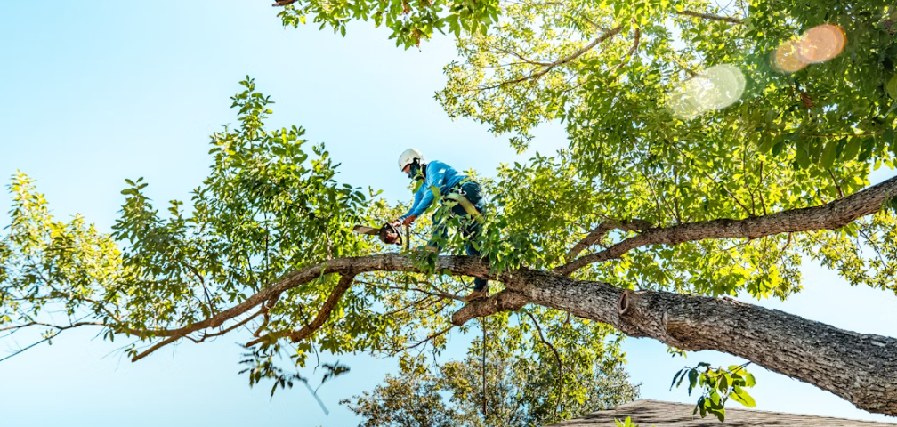 Trimming trees in Baton Rouge Louisiana to prep for a storm
