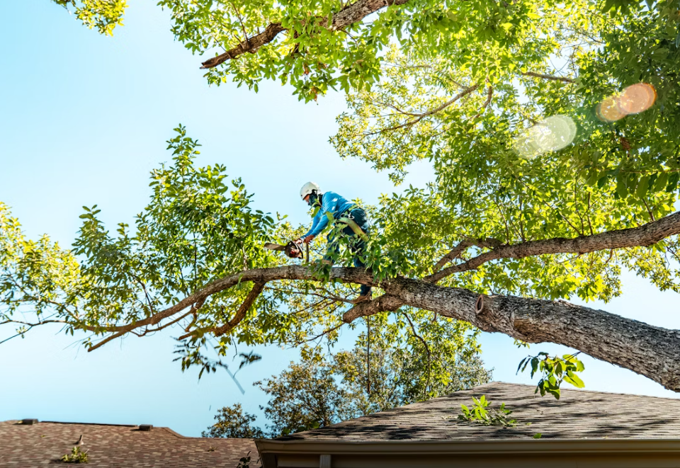 Trimming trees in Baton Rouge Louisiana to prep for a storm
